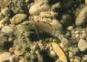 Etheostoma lepidum
