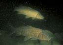 Cyprinus carpio
