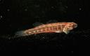 Etheostoma parvipinne