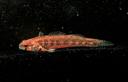 Etheostoma parvipinne
