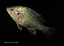 Lepomis microlophus