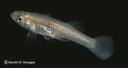 Gambusia affinis