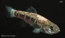 Cyprinodon rubrofluviatilis