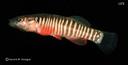 Fundulus zebrinus