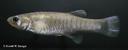 Fundulus grandis