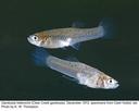 Gambusia heterochir