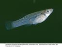 Gambusia krumholzi