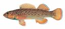 Etheostoma camurum Illustration