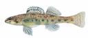 Etheostoma davisoni Illustration