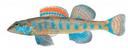 Etheostoma jessiae Illustration