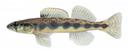 Etheostoma maculatum Illustration