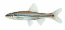 Notropis harperi Illustration