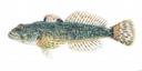 Cottus beldingii Illustration