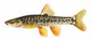 Rhinichthys cobitis Illustration