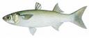 Mugil cephalus Illustration