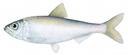 Alosa pseudoharengus Illustration