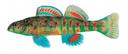 Etheostoma brevirostrum Illustration