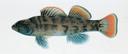 Etheostoma jordani Illustration