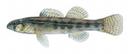 Etheostoma parvipinne Illustration