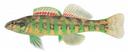 Etheostoma zonale Illustration