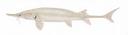Scaphirhynchus albus Illustration