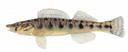 Percina burtoni Illustration