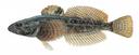 Cottus asper Illustration