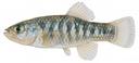 Cyprinodon fontinalis Illustration