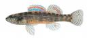 Etheostoma ditrema Illustration