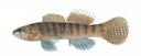 Etheostoma neopterum Illustration