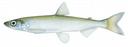 Osmerus mordax Illustration
