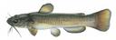 Ameiurus brunneus Illustration