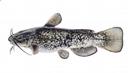 Ameiurus serracanthus Illustration