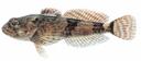Cottus carolinae Illustration
