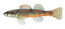 Etheostoma trisella Illustration