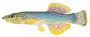 Fundulus catenatus Illustration