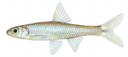Notropis wickliffi Illustration