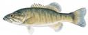 Micropterus cataractae Illustration