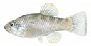 Cyprinodon tularosa Illustration