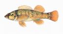 Etheostoma juliae Illustration