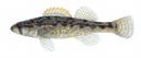 Etheostoma boschungi Illustration