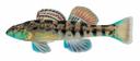 Etheostoma coosae Illustration