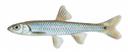 Notropis spectrunculus Illustration