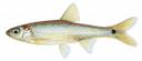 Notropis hudsonius Illustration