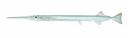 Strongylura marina Illustration