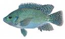 Tilapia Illustration