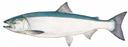 Oncorhynchus kisutch Illustration