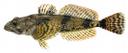 Cottus rhotheus Illustration