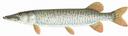 Esox masquinongy Illustration