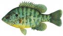 Lepomis microlophus Illustration